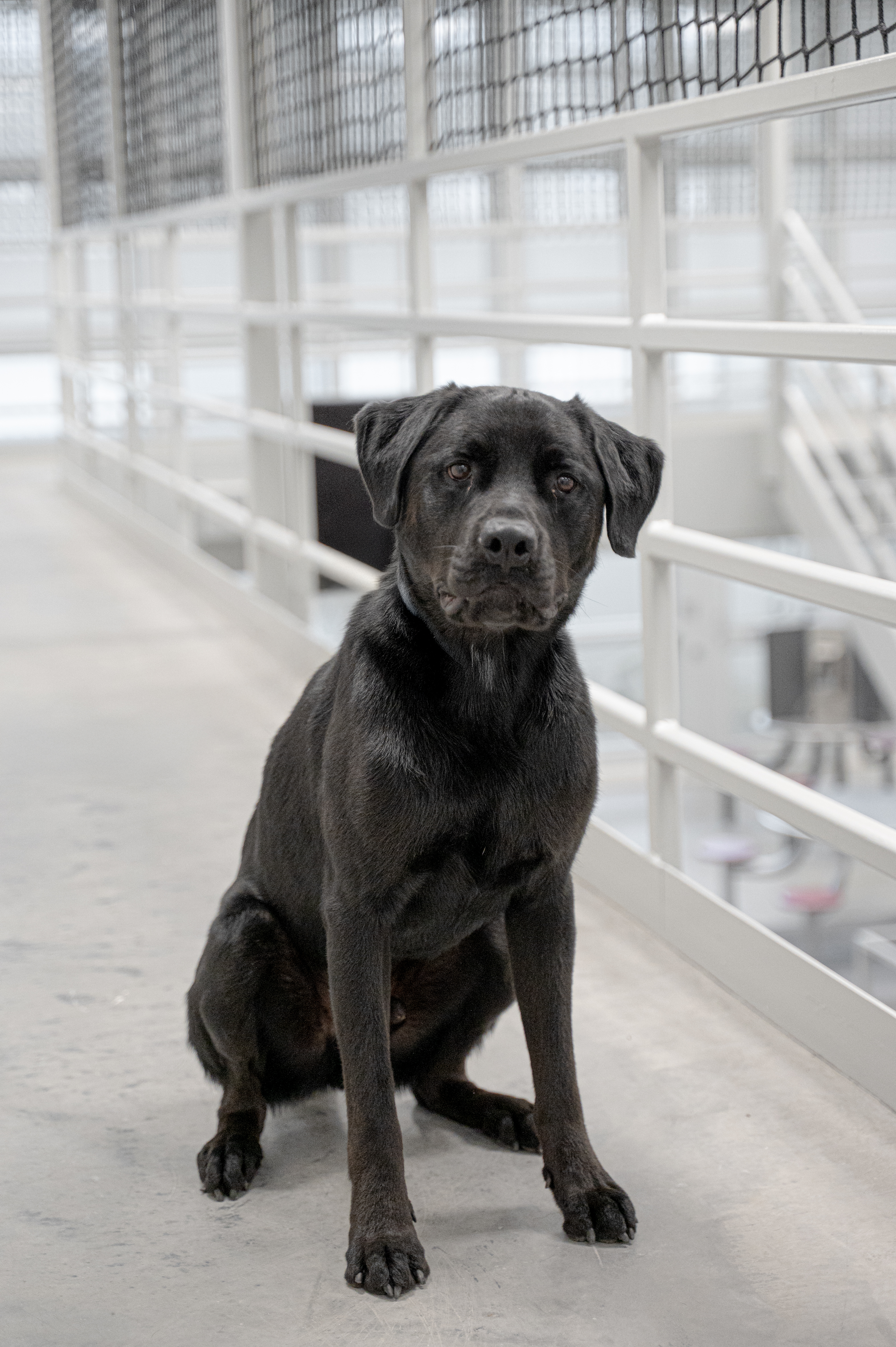 Contraband K9 Cash stands inside a housing unit at the James A. Karnes Corrections Center