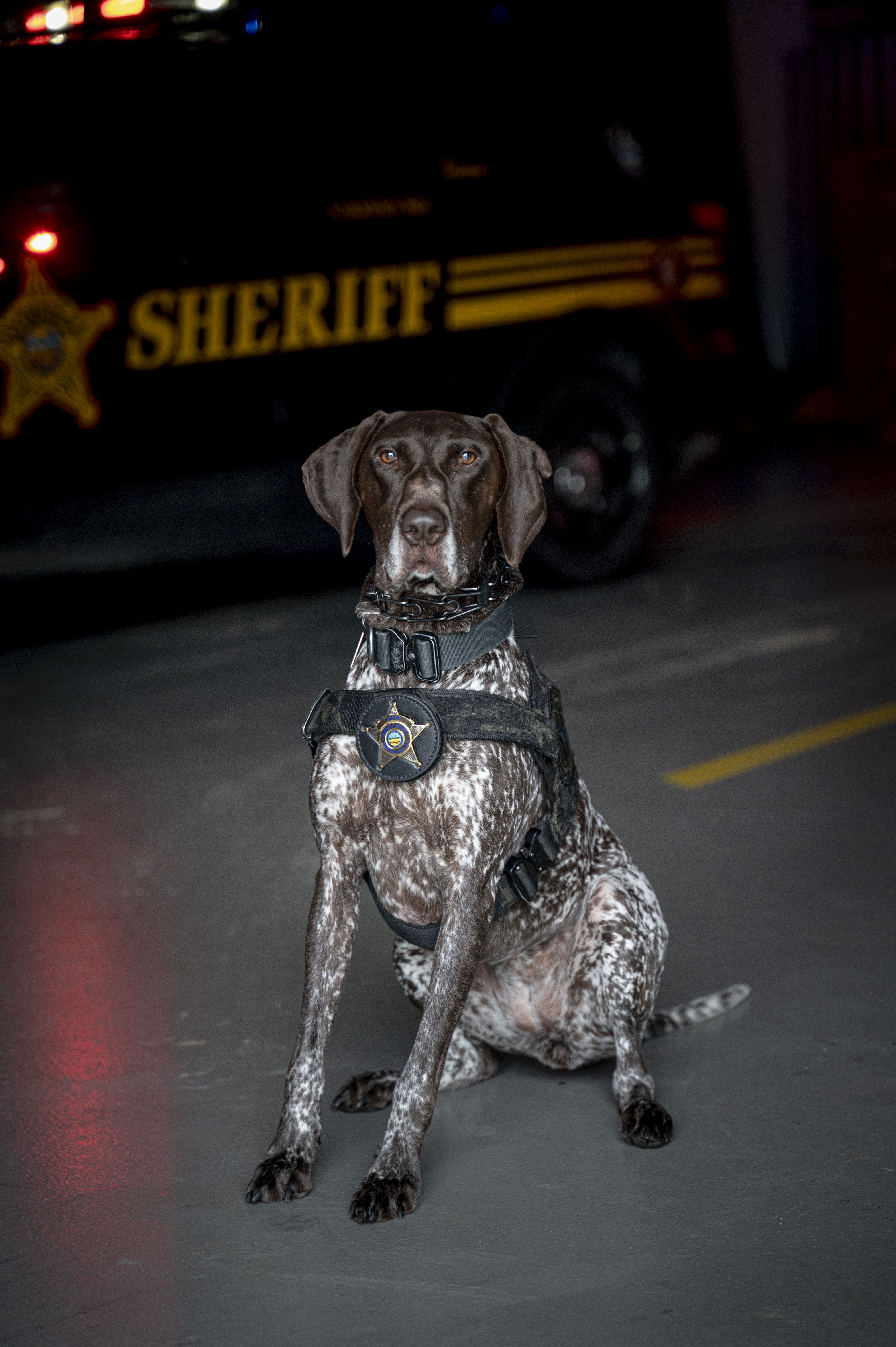 Crisis K9 Lucy poses in front of a Sheriff's cruiser