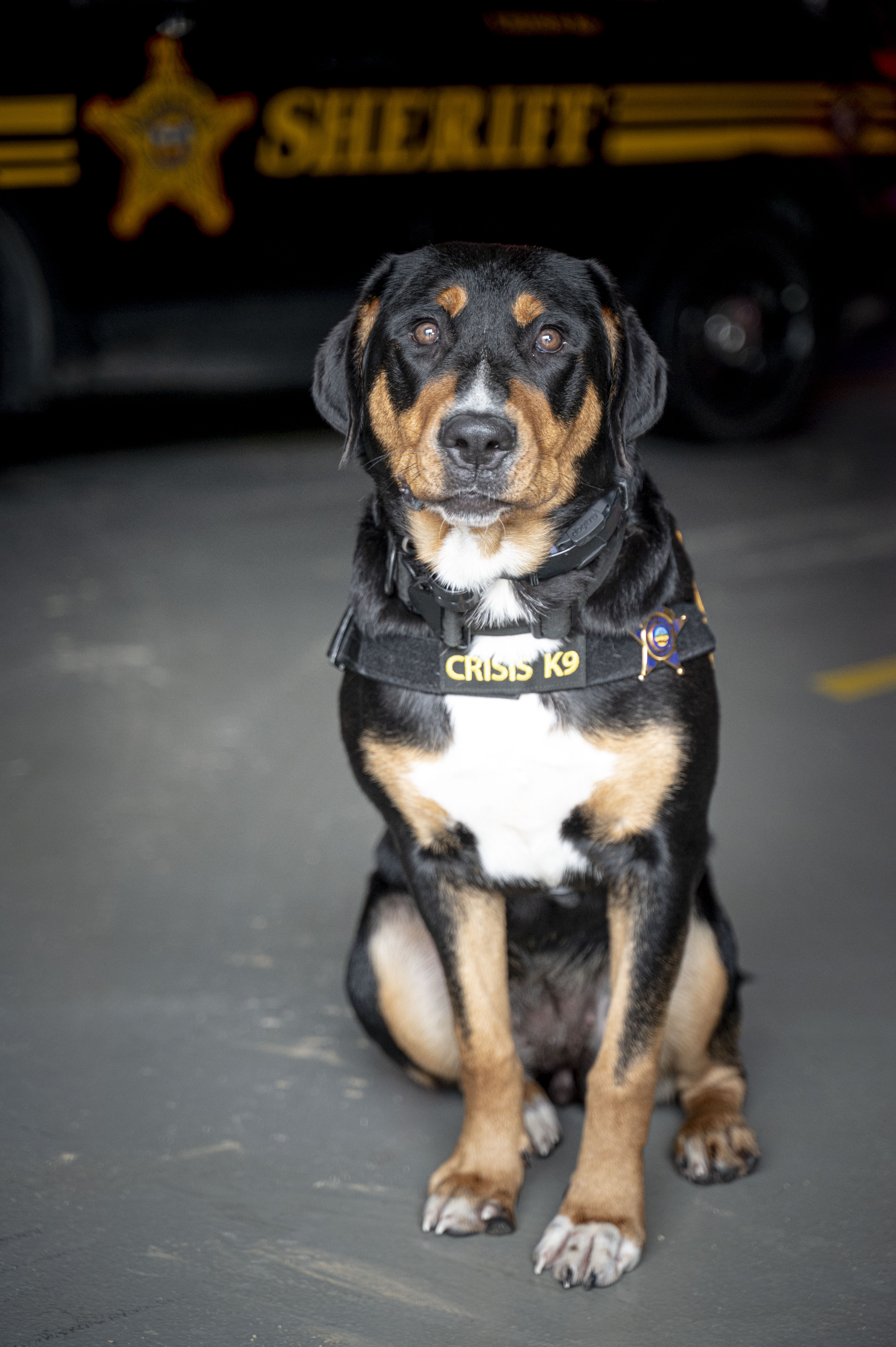 Crisis K9 Luna poses in front of a Sheriff's cruiser