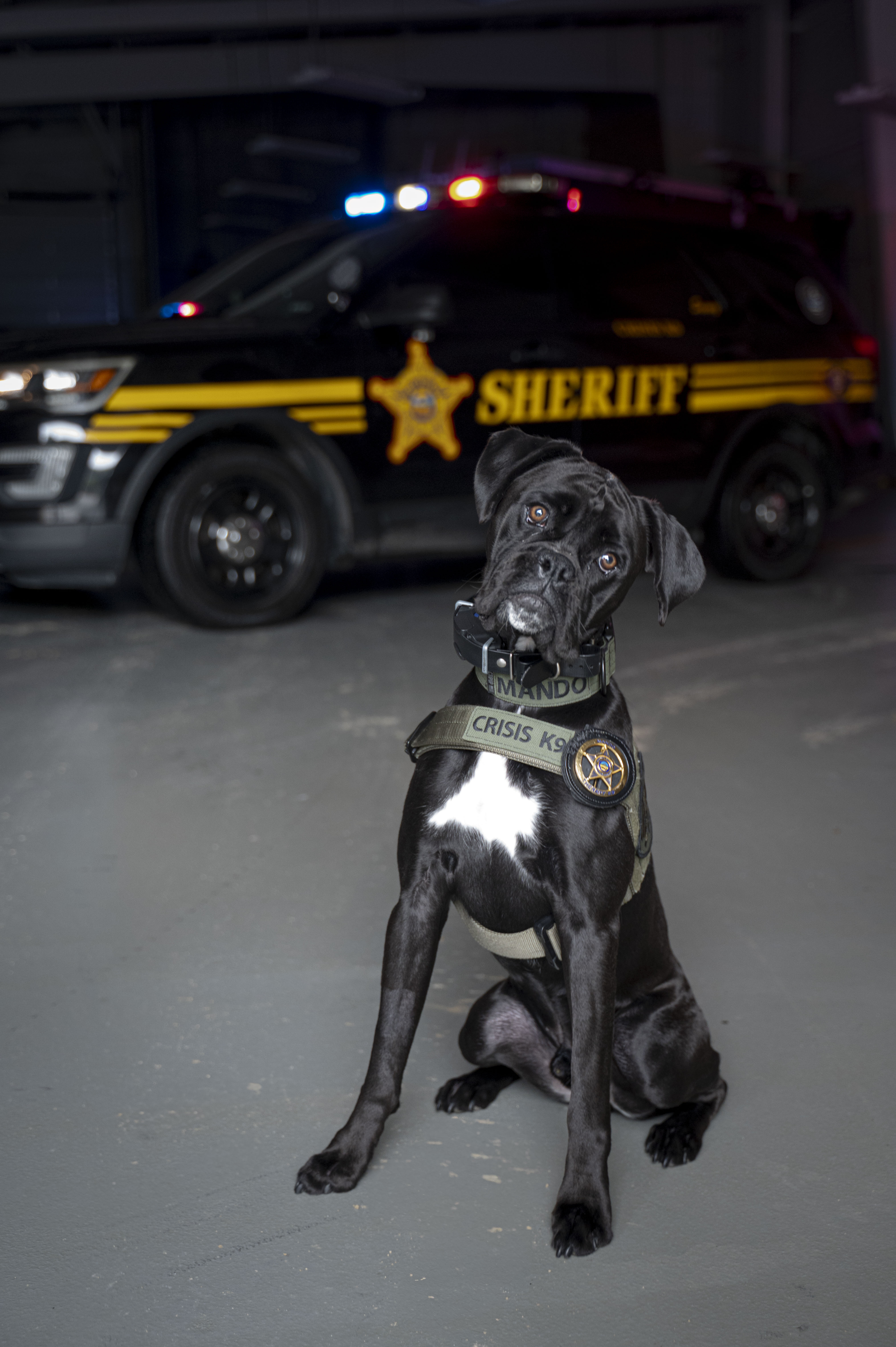 Crisis K9 Mando poses in front of a Sheriff's cruiser
