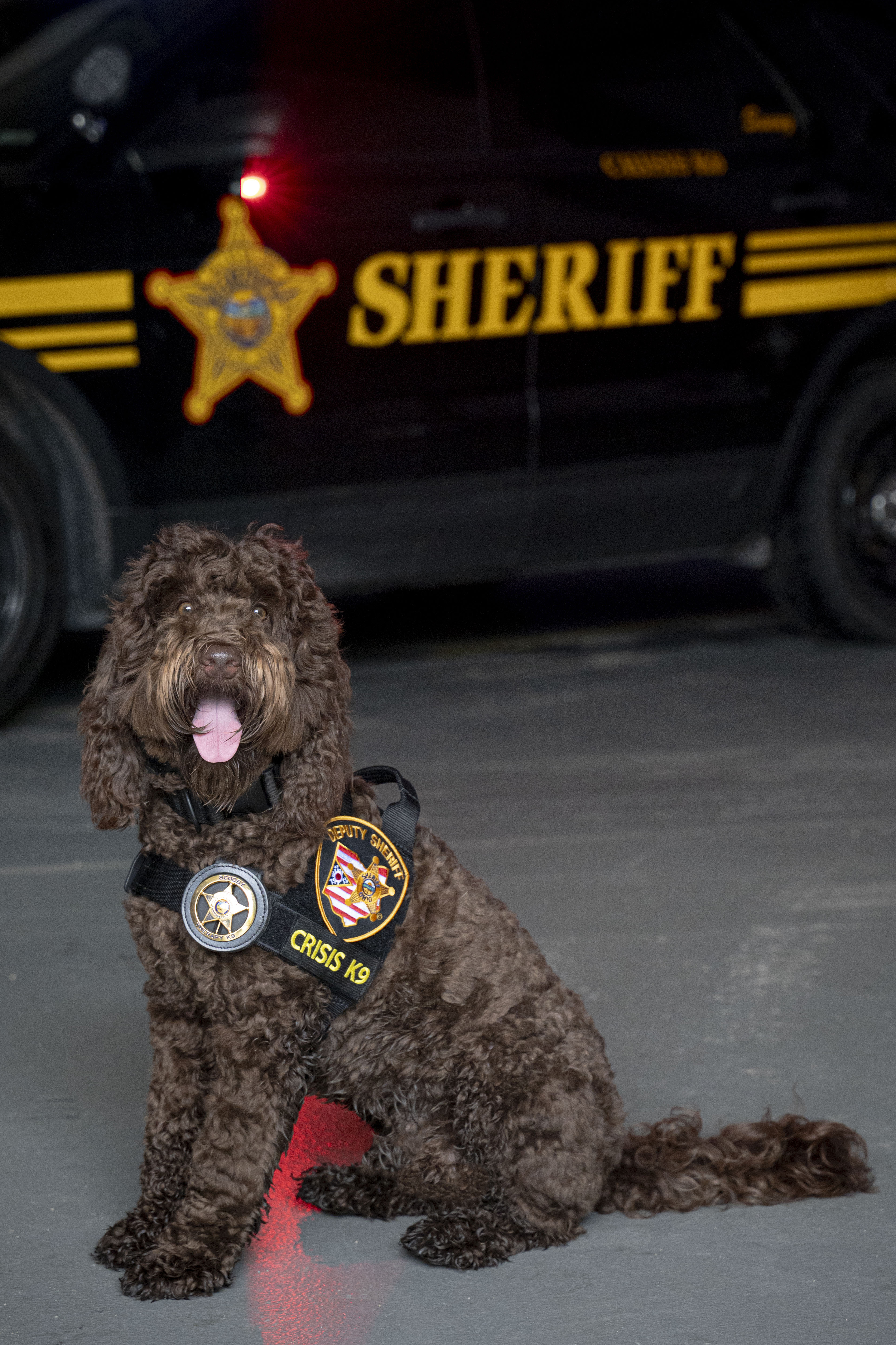 Crisis K9 Scooby poses in front of a Sheriff's cruiser